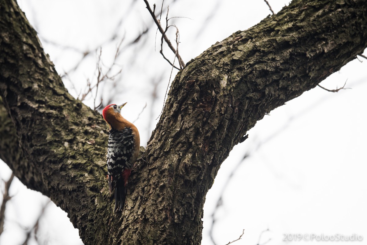 Rufous-bellied Woodpecker - ML143616361