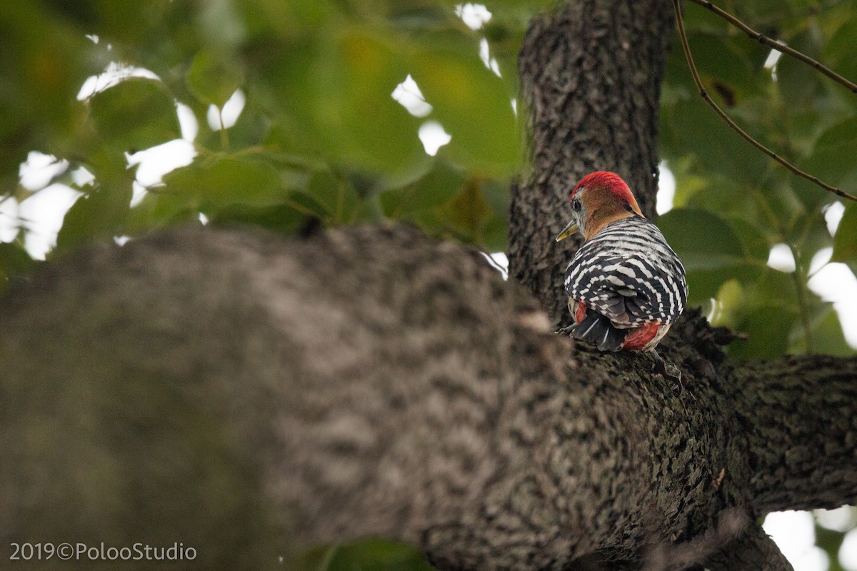 Rufous-bellied Woodpecker - ML143616391