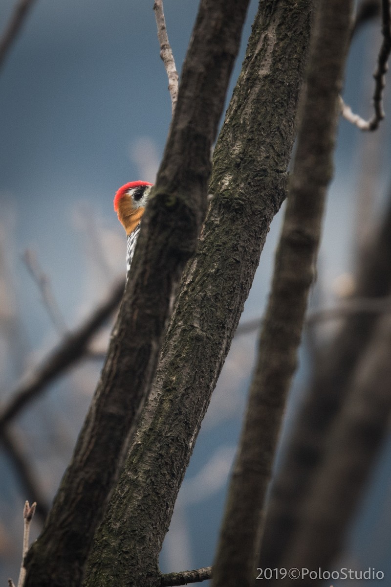 Rufous-bellied Woodpecker - ML143616771