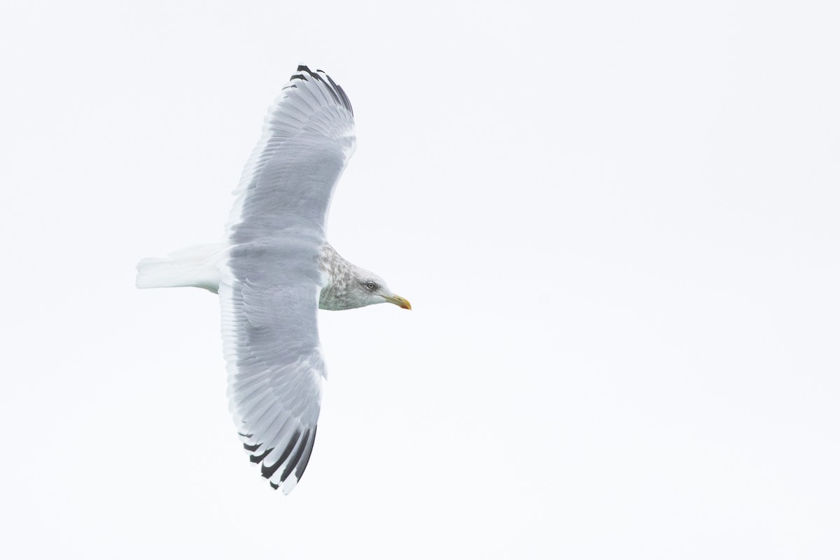 Iceland Gull (Thayer's) - Ryan Sanderson