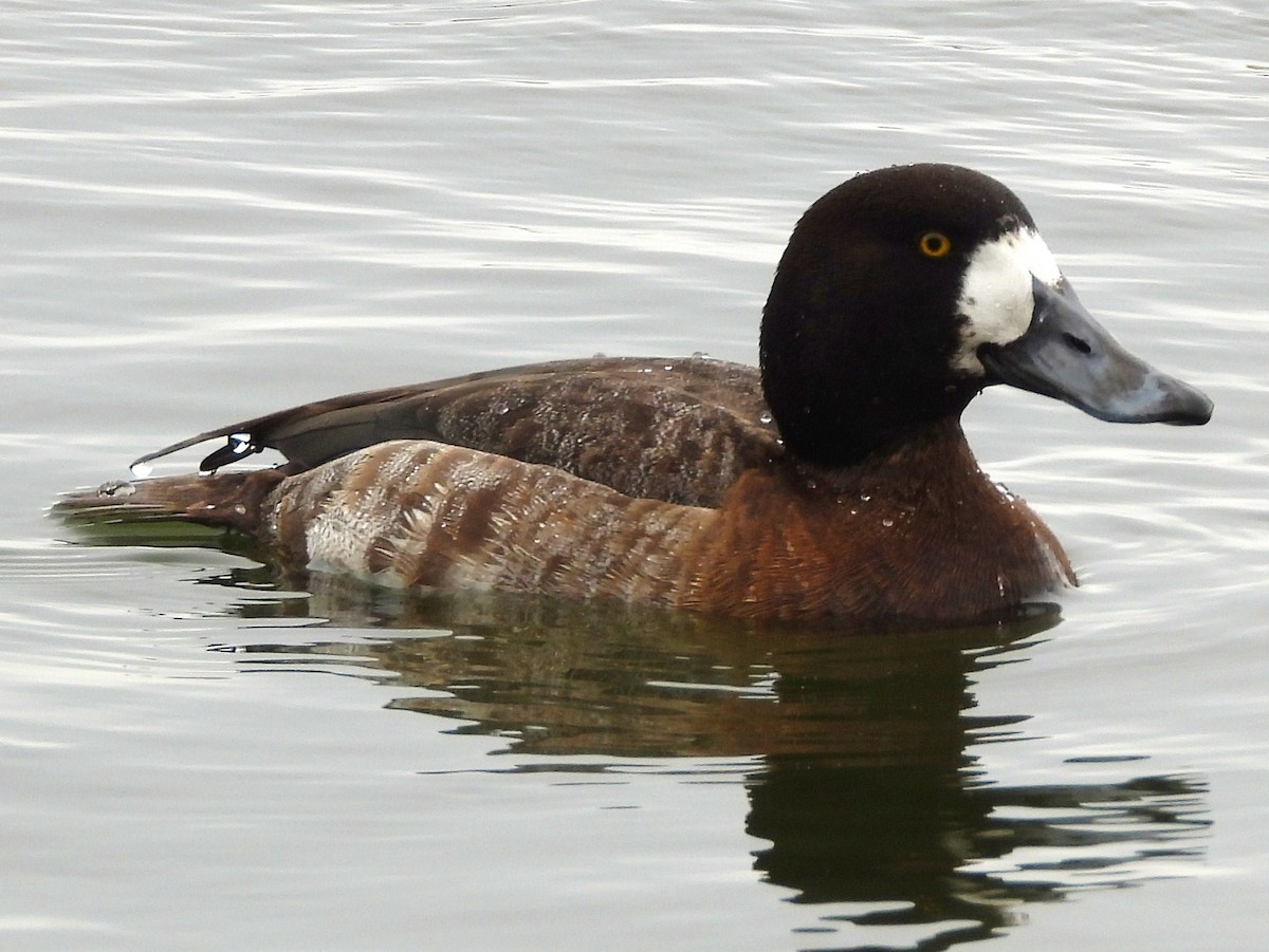 Greater Scaup - ML143625421