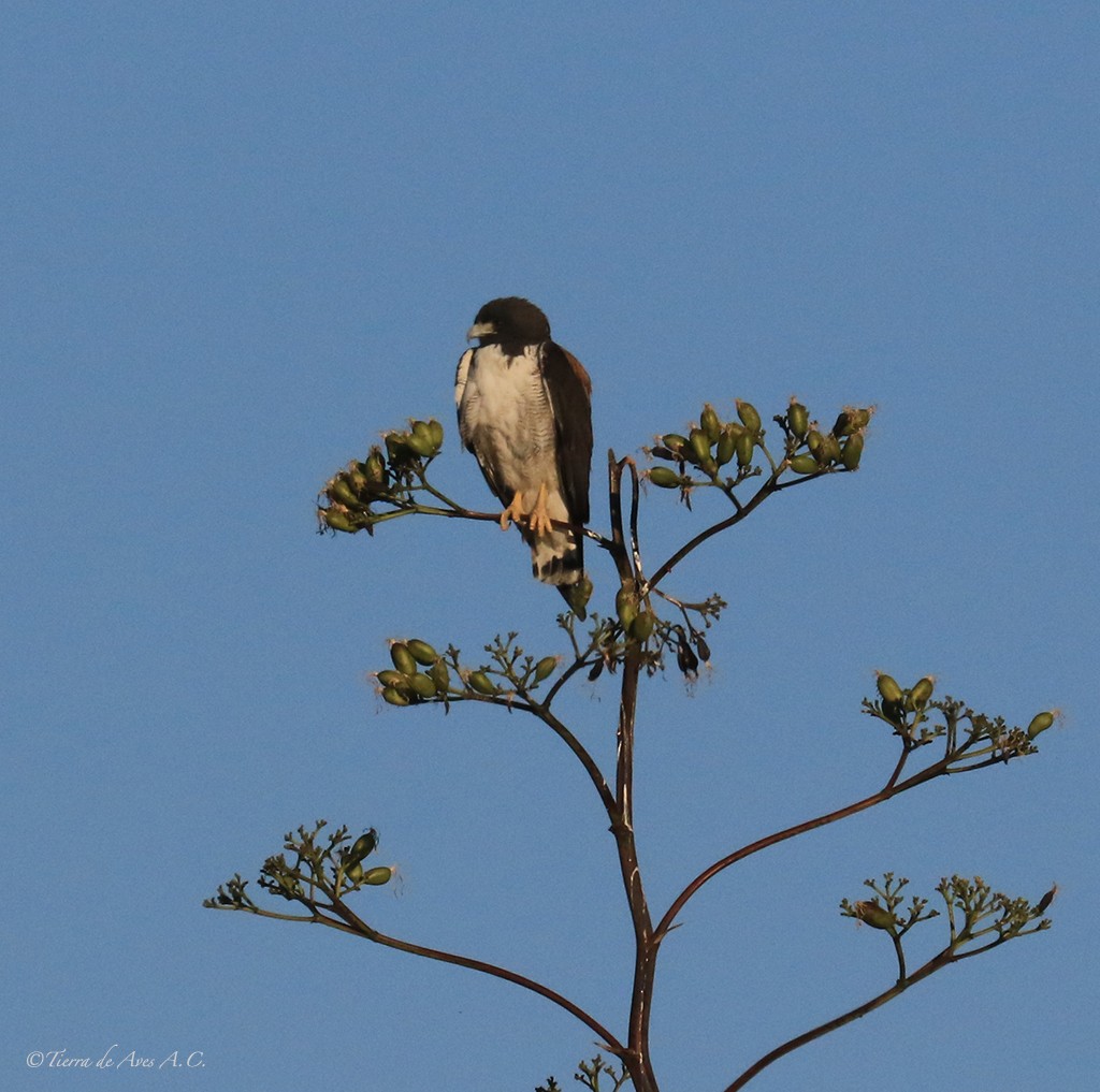 White-tailed Hawk - manuel grosselet