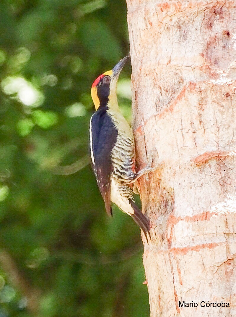 Golden-naped Woodpecker - Mario Córdoba H.