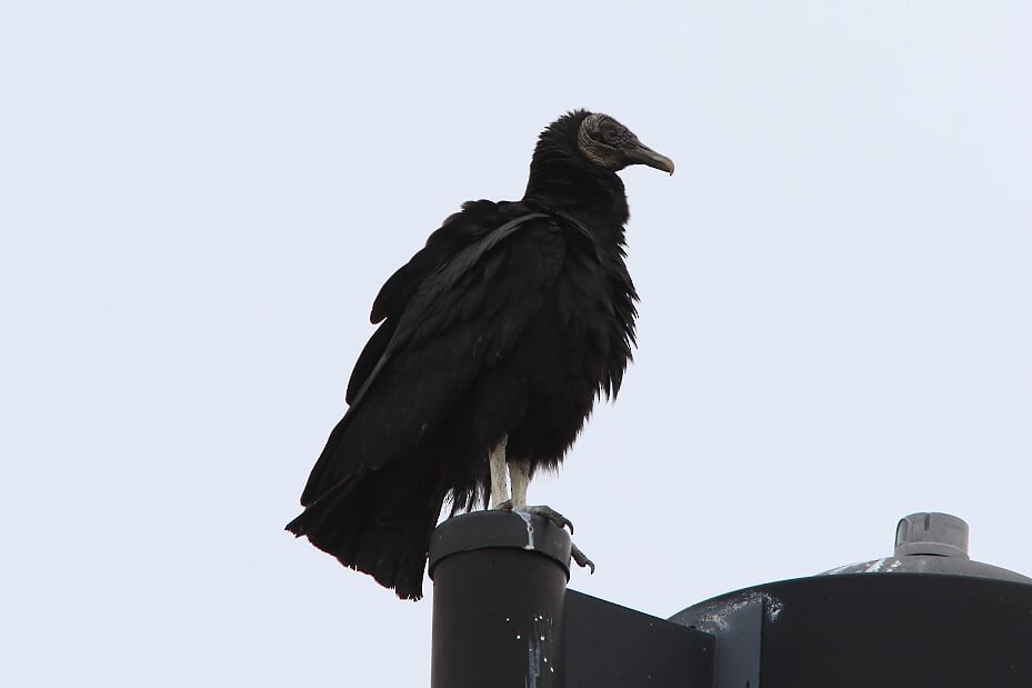 Black Vulture - ML143629921