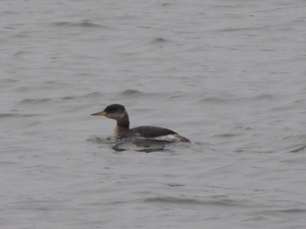 Red-necked Grebe - ML143633571