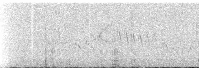 Tinamou de Darwin - ML143634