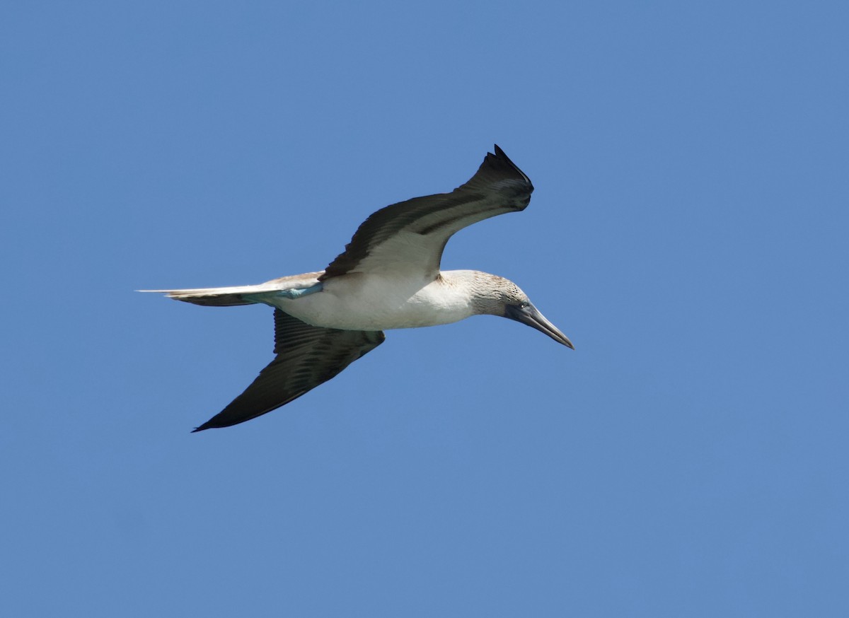 Blue-footed Booby - ML143635311