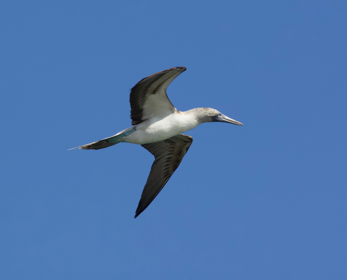 Blue-footed Booby - ML143635551