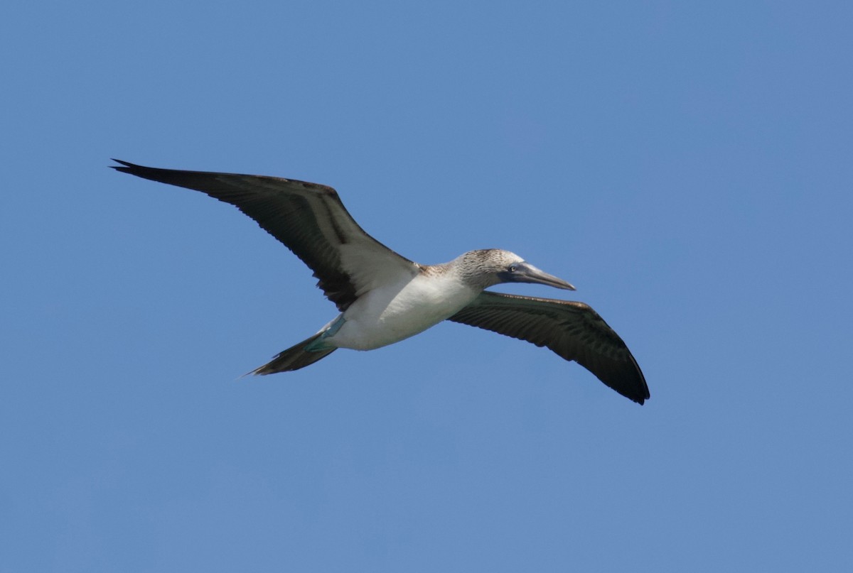 Blue-footed Booby - ML143635591