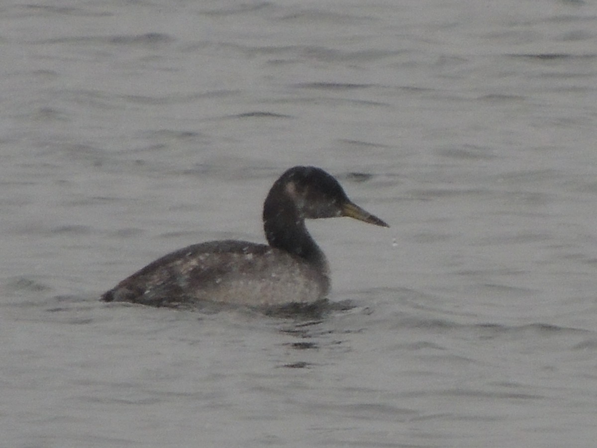 Red-necked Grebe - ML143636121