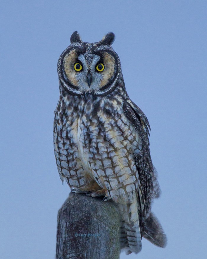 Long-eared Owl - Curt Morgan