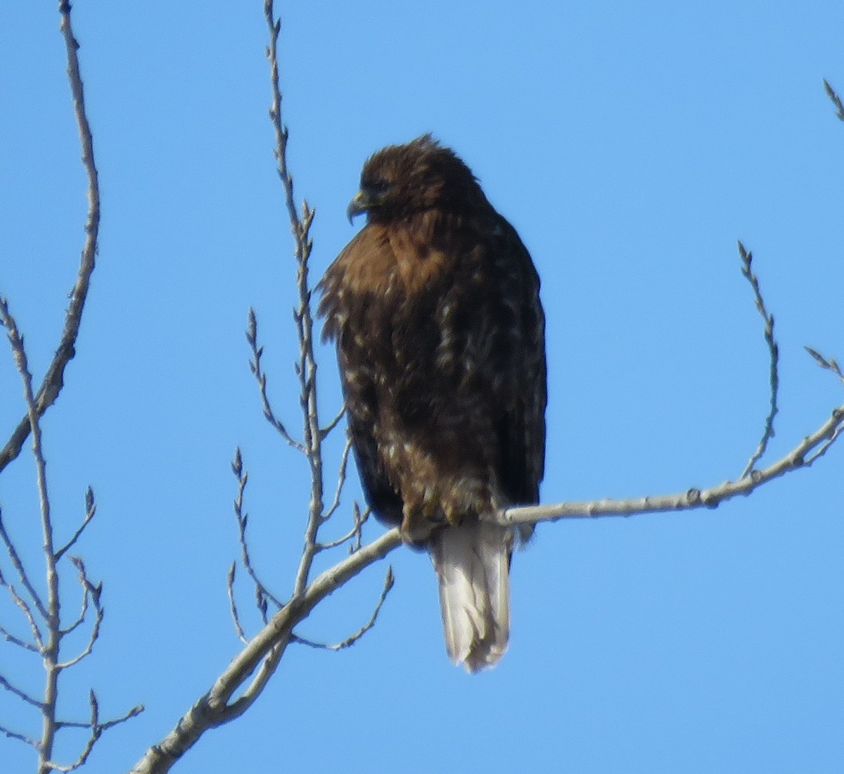 Red-tailed Hawk - ML143638281