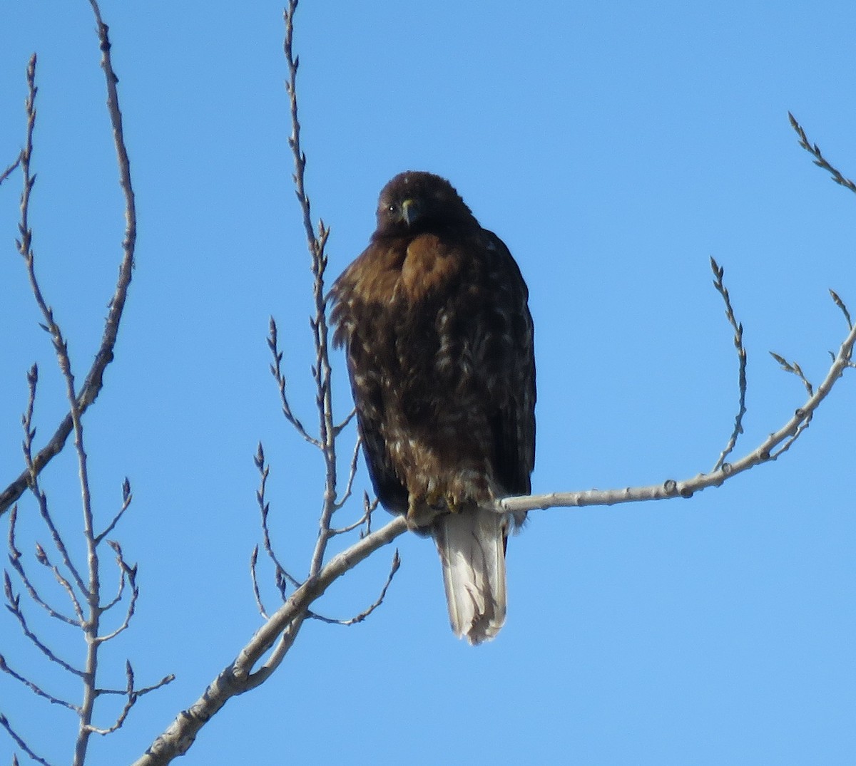 Red-tailed Hawk - ML143638291