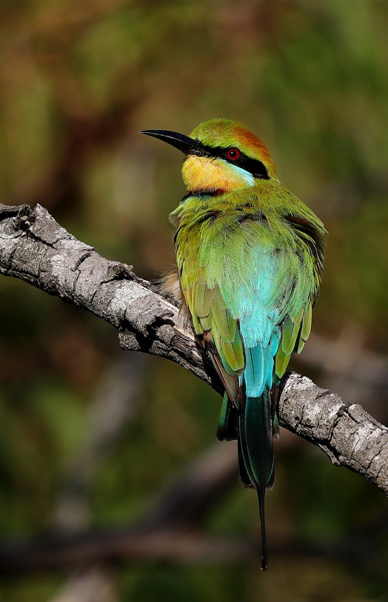 Rainbow Bee-eater - ML143640231