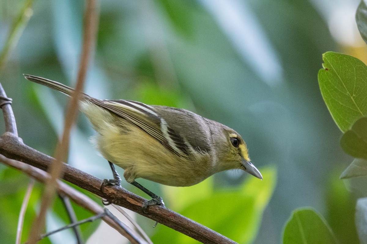 Thick-billed Vireo - ML143643461