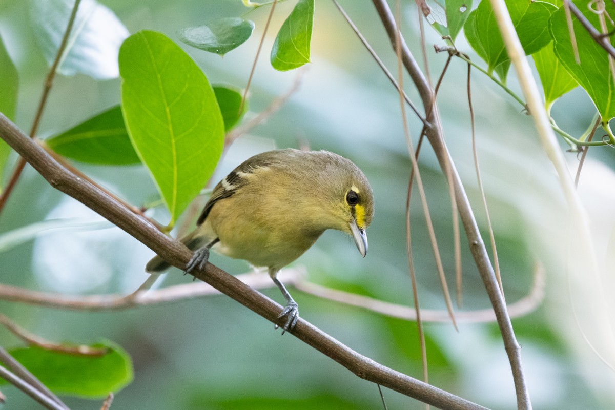 Thick-billed Vireo - ML143643481