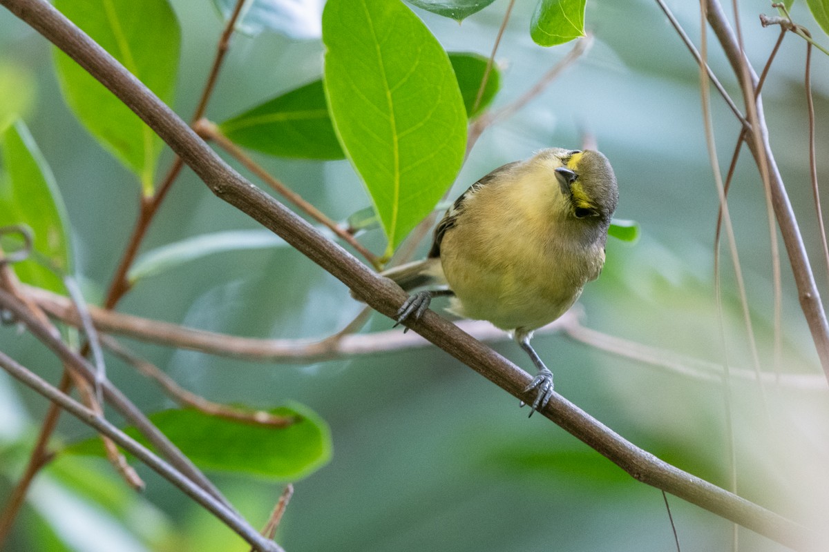 Thick-billed Vireo - ML143643571