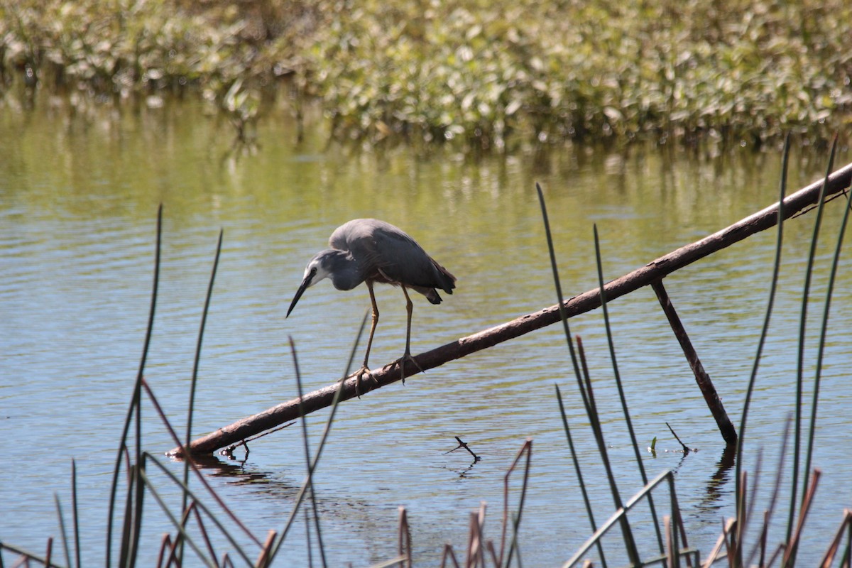 White-faced Heron - Greg and Georgie Shaw