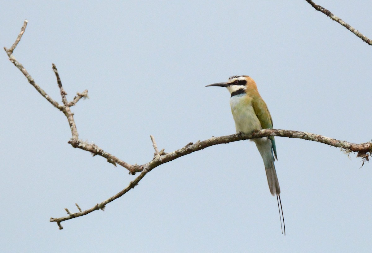 White-throated Bee-eater - Kyle Kittelberger