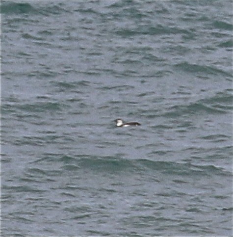 Common Murre - Pair of Wing-Nuts