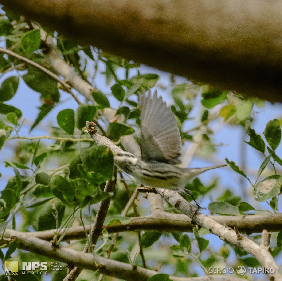 Black-throated Gray Warbler - ML143649081