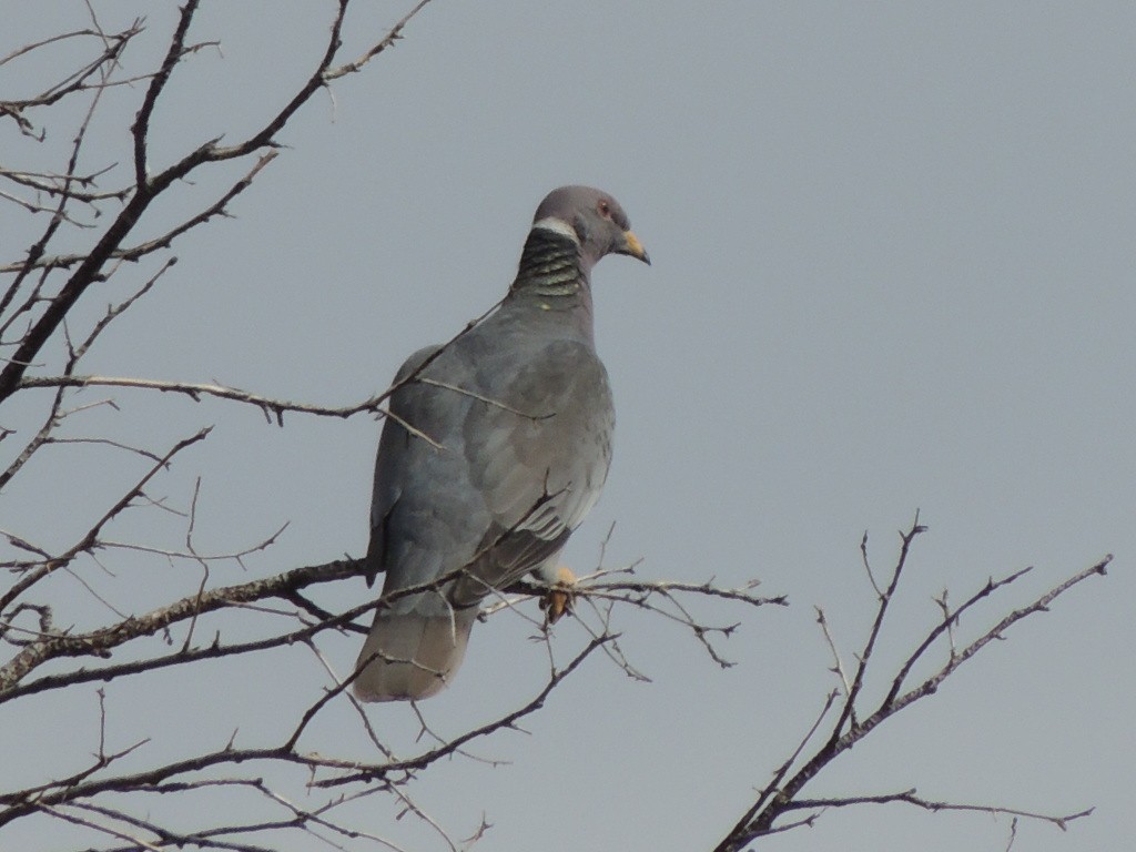 Band-tailed Pigeon - Brian Johnson
