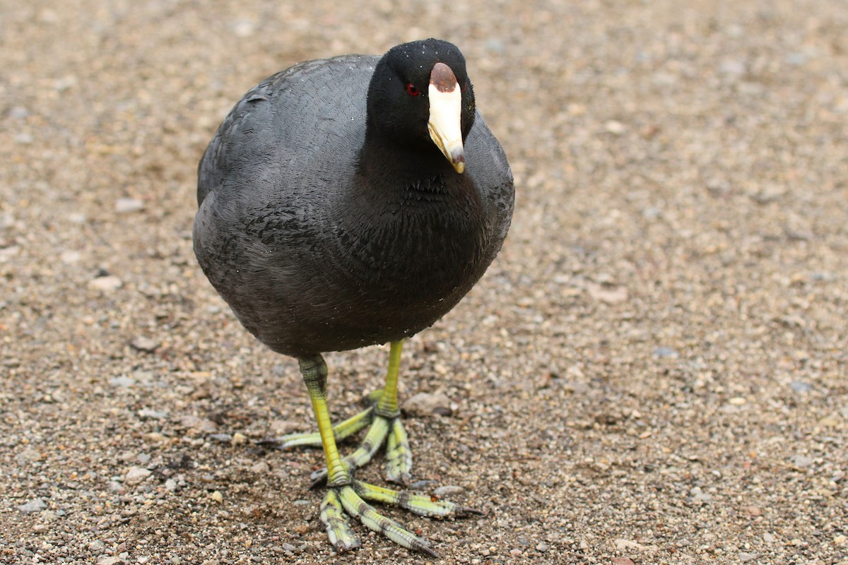 American Coot (Red-shielded) - ML143653071