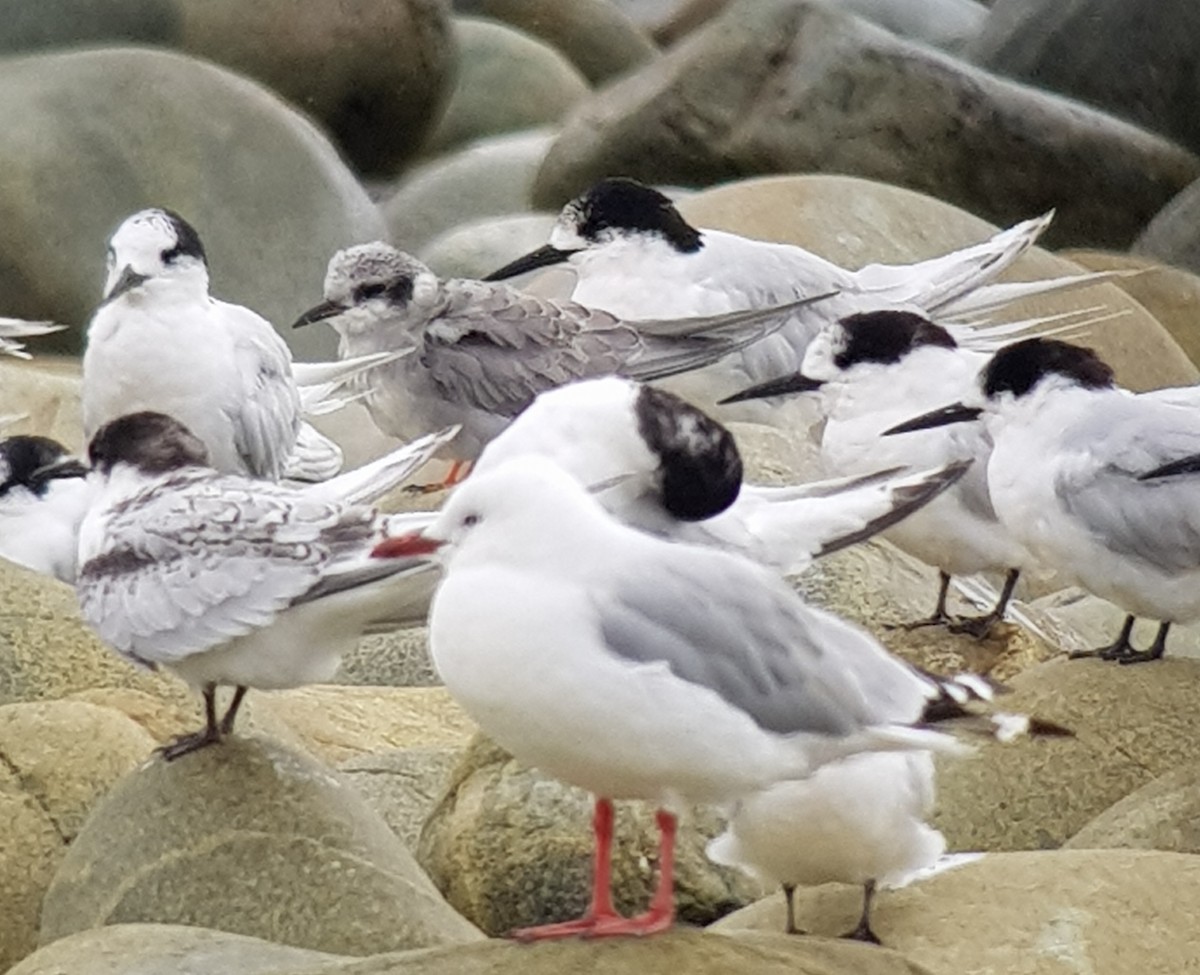 Black-fronted Tern - Russell Cannings