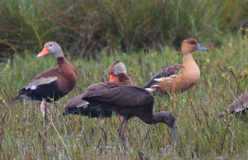Fulvous Whistling-Duck - josh Ketry