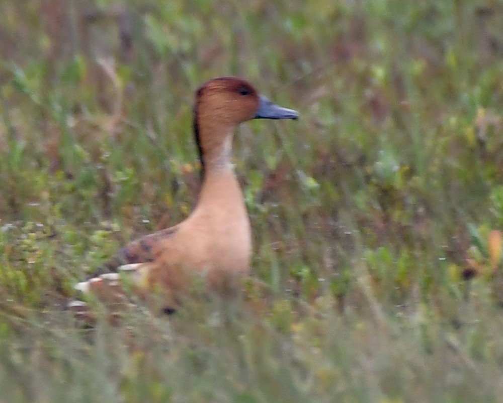 Fulvous Whistling-Duck - ML143654321