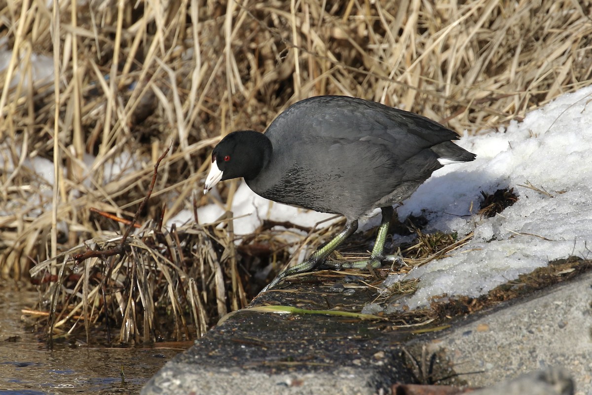 American Coot (Red-shielded) - ML143656111