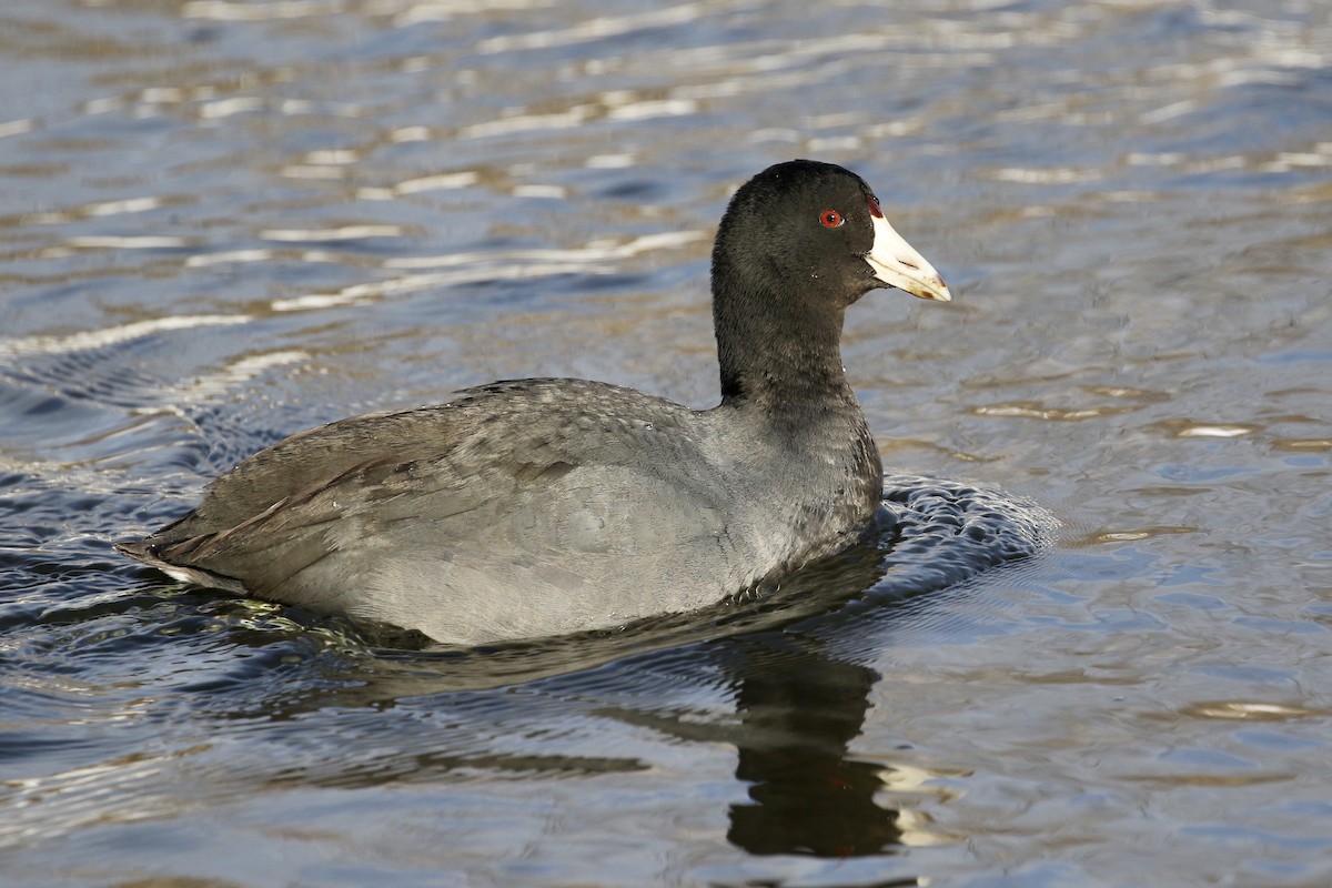 American Coot (Red-shielded) - ML143656131