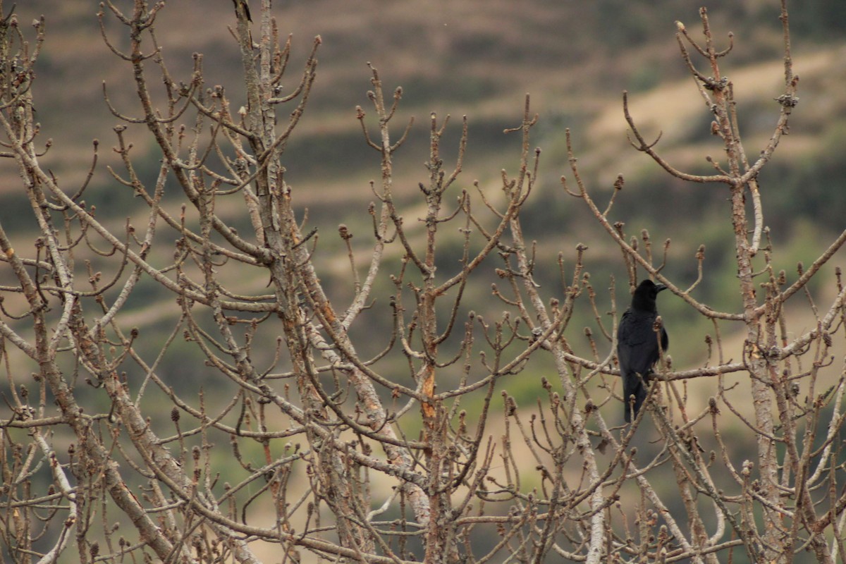 Large-billed Crow (Indian Jungle) - ML143656151