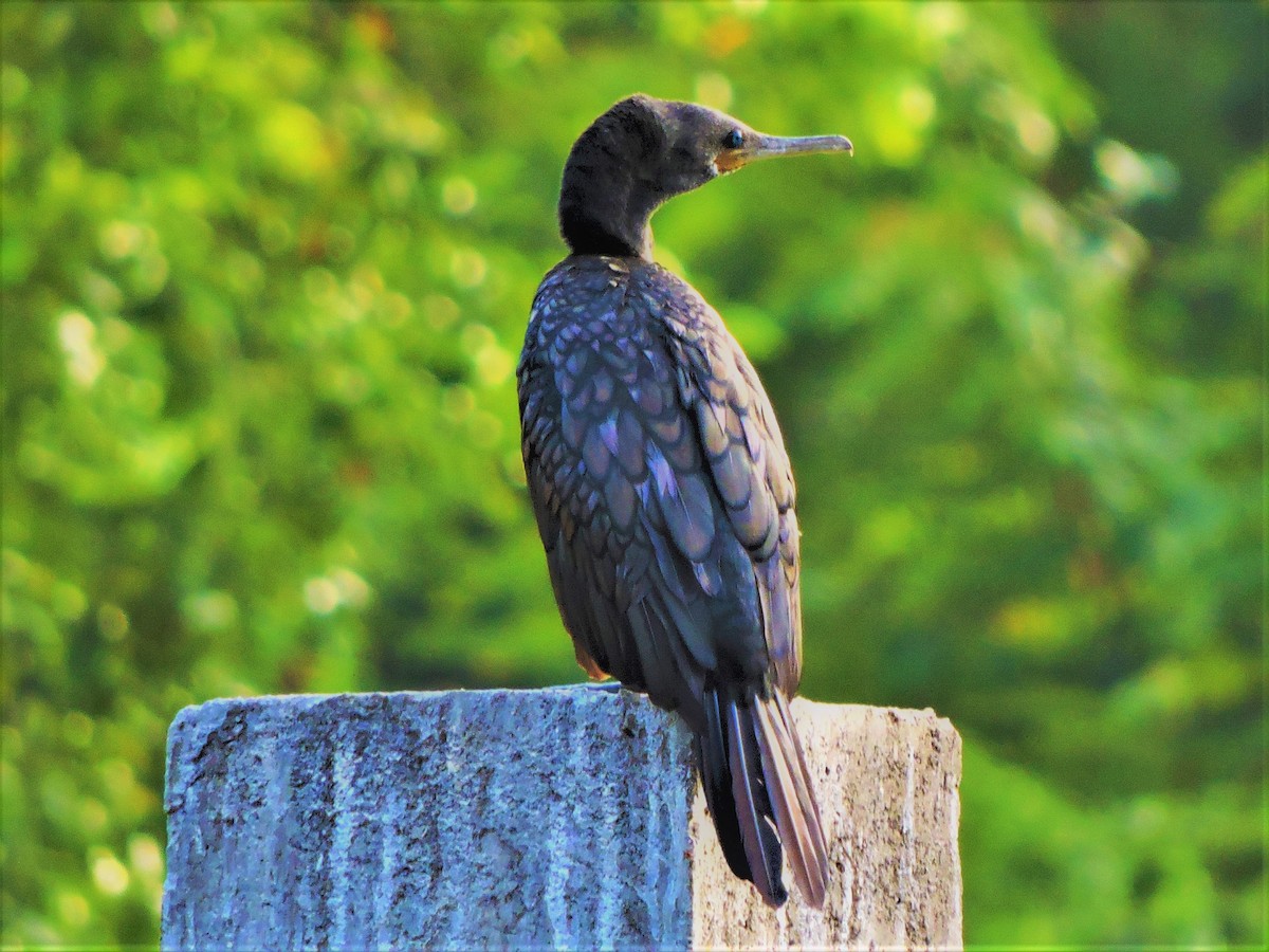 Indian Cormorant - Mahathi Narayanaswamy