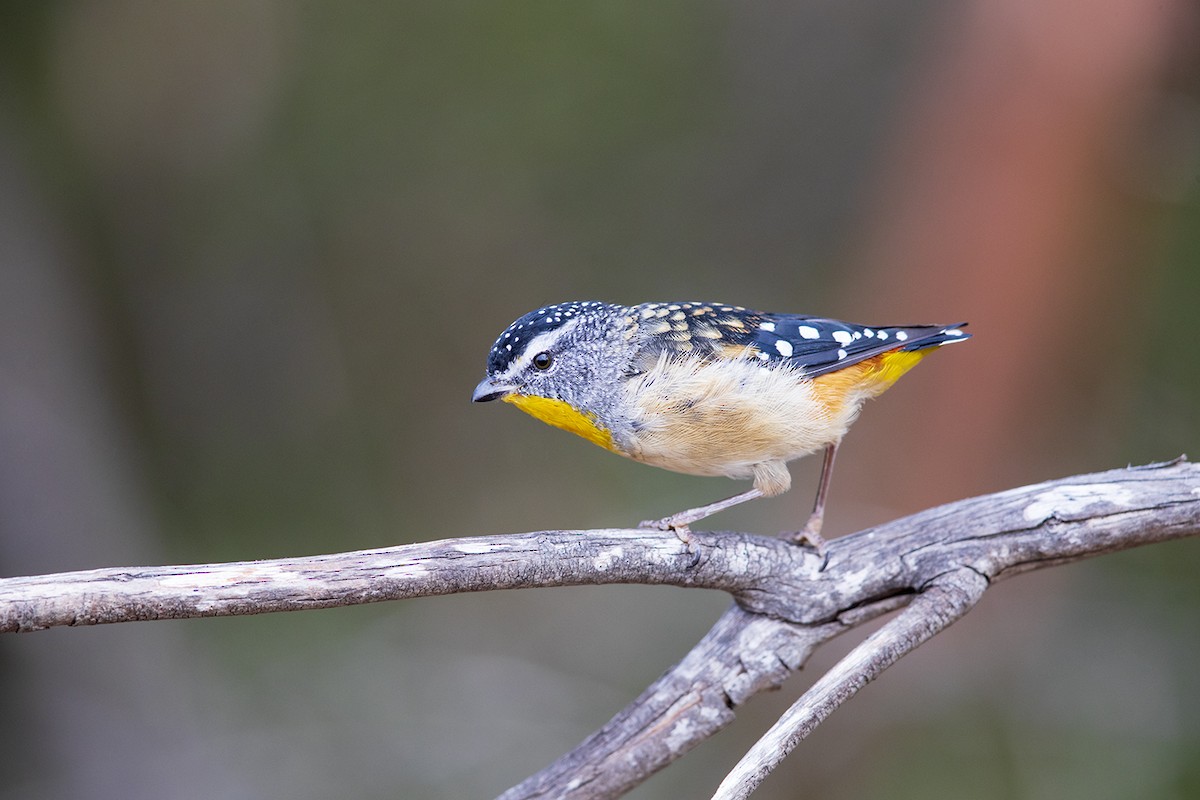 Spotted Pardalote (Spotted) - Laurie Ross | Tracks Birding & Photography Tours