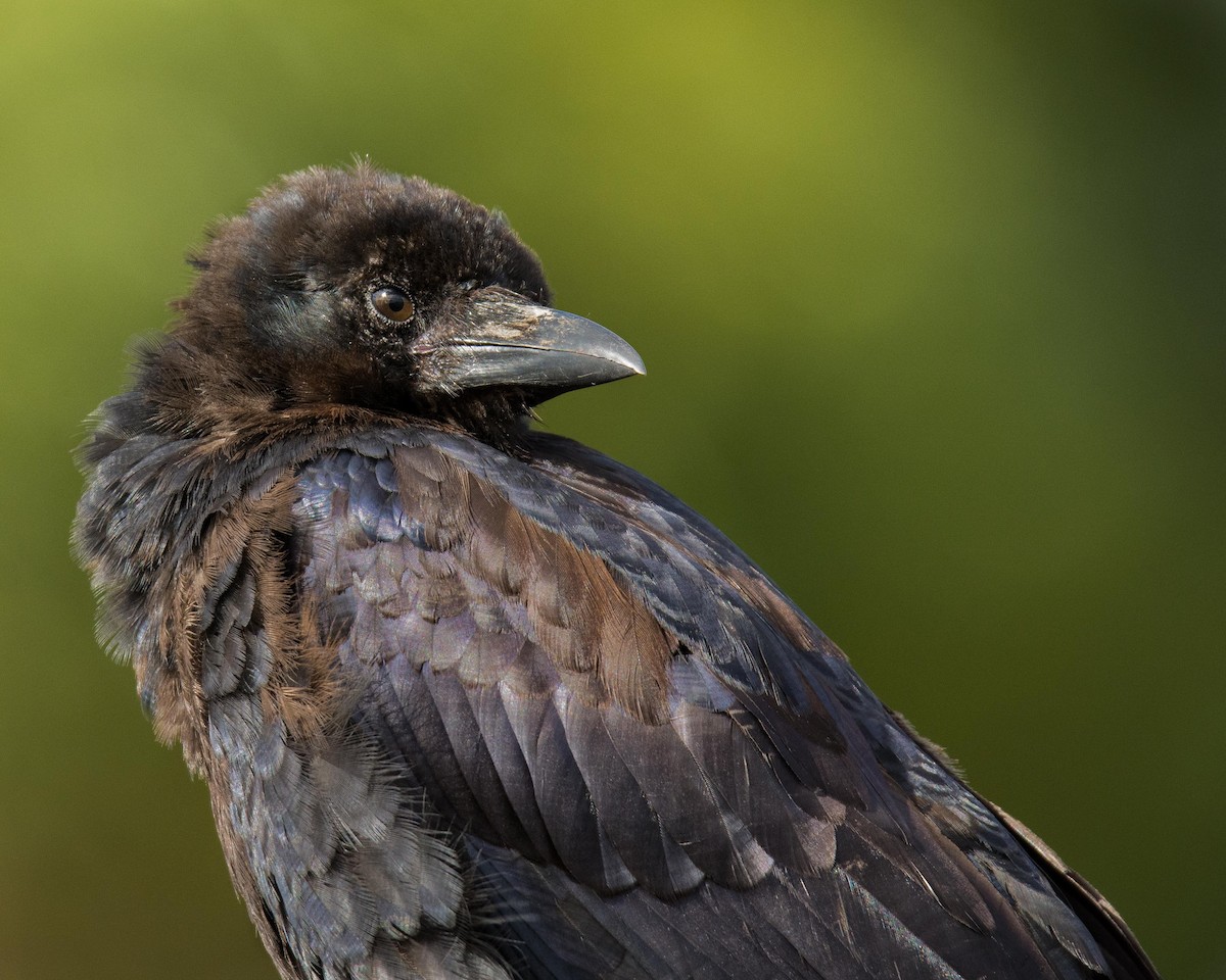 Australian Raven - Jennie Stock