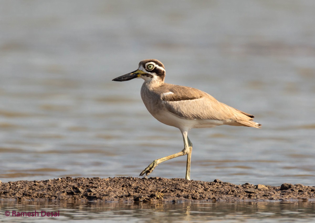 Great Thick-knee - ML143667661