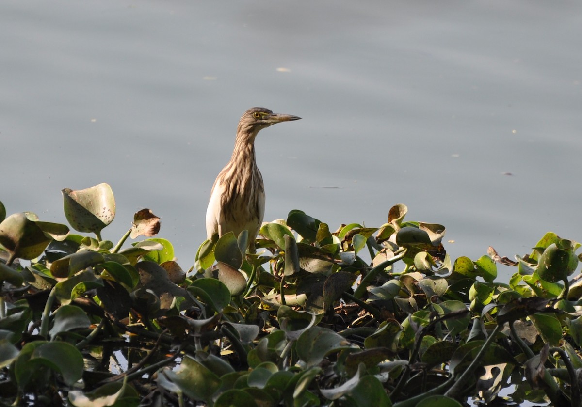 Indian Pond-Heron - Bhagyasree Venugopal