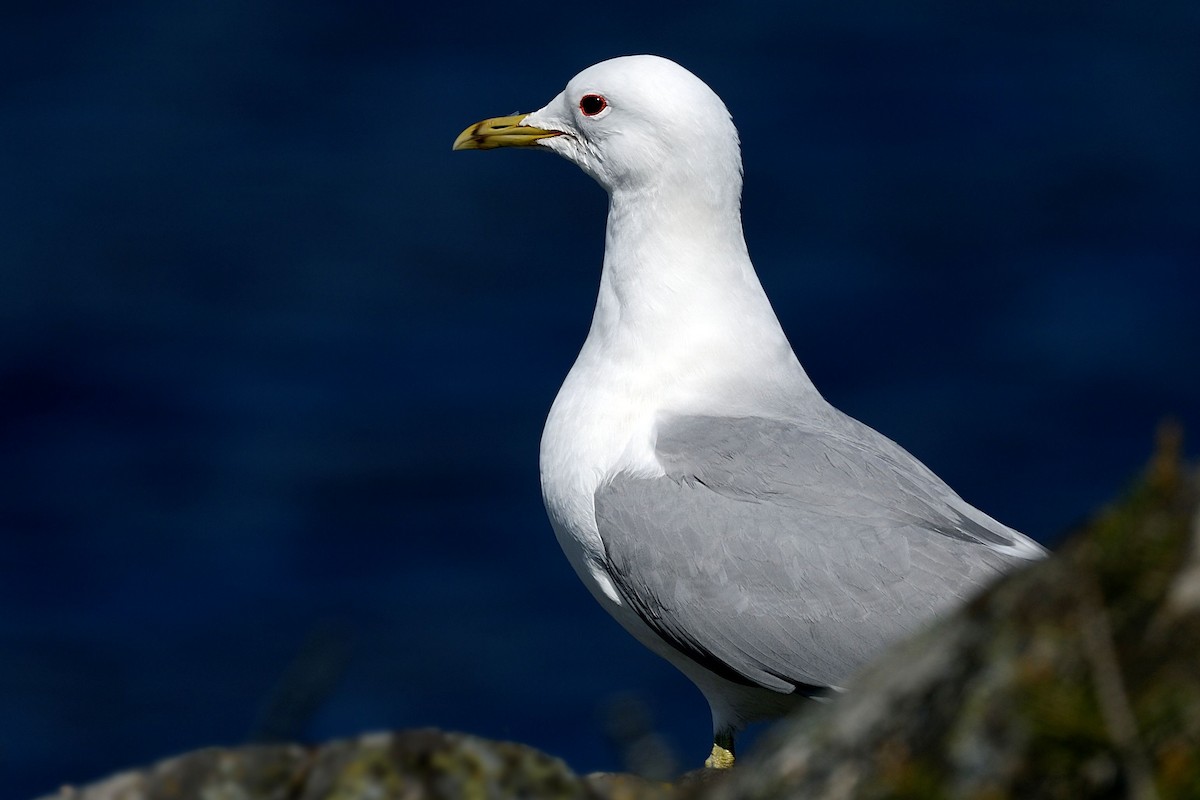 Common Gull - Hans Norelius