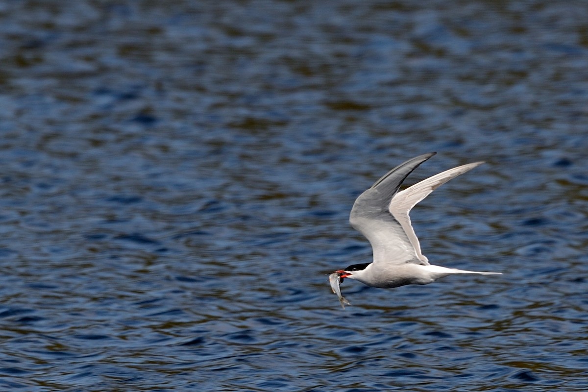 Common Tern - Hans Norelius