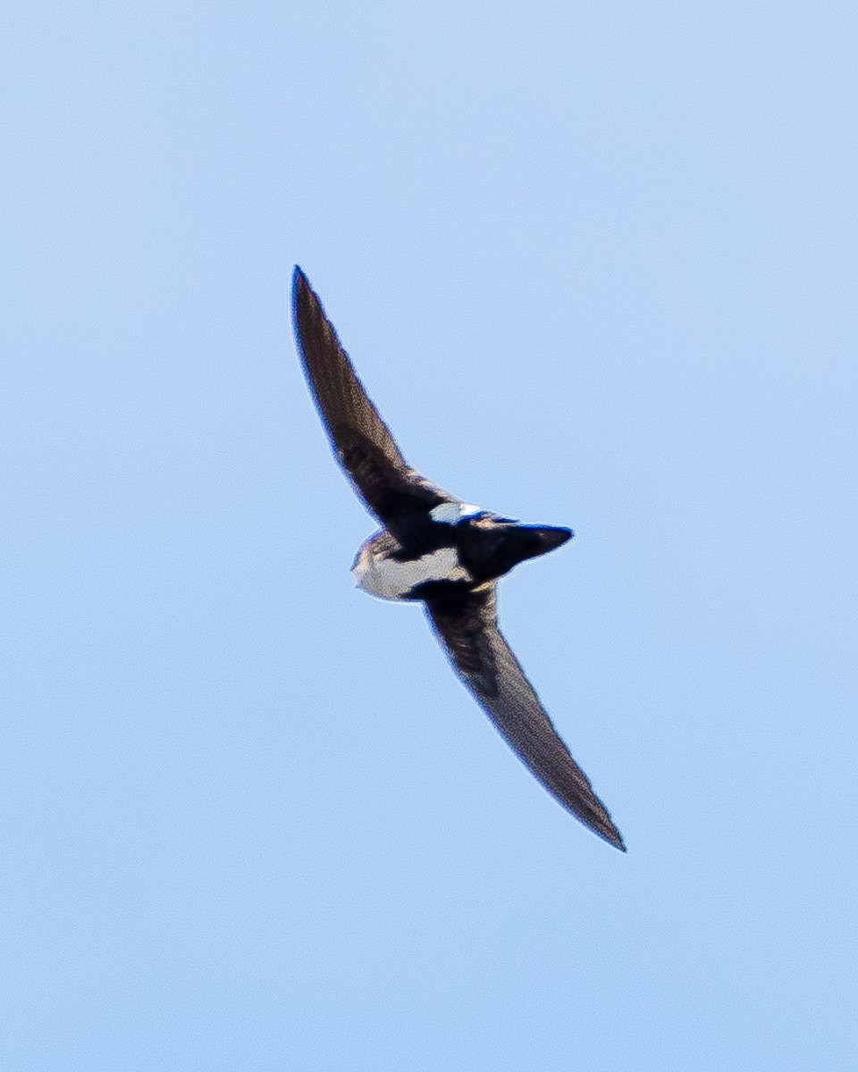 White-throated Swift - James Kendall