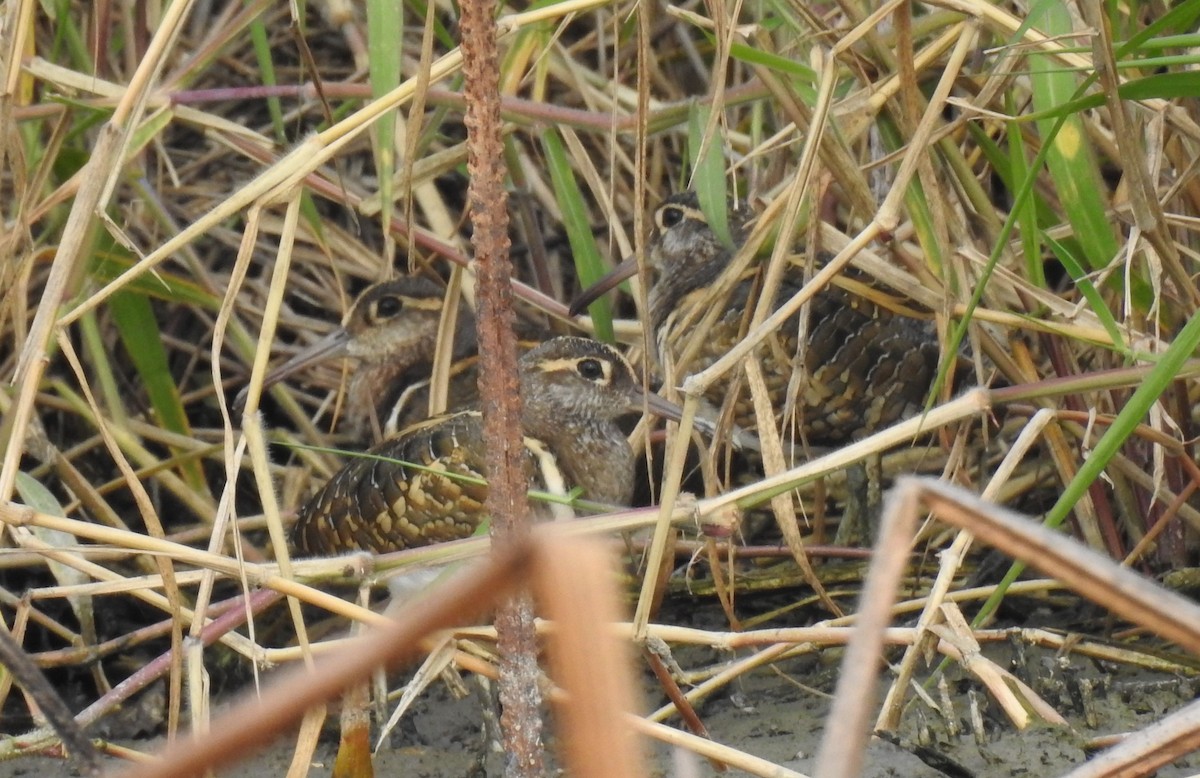 Greater Painted-Snipe - ML143672351