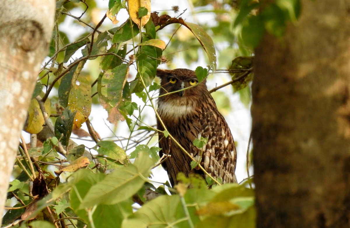 Brown Fish-Owl - Anonymous
