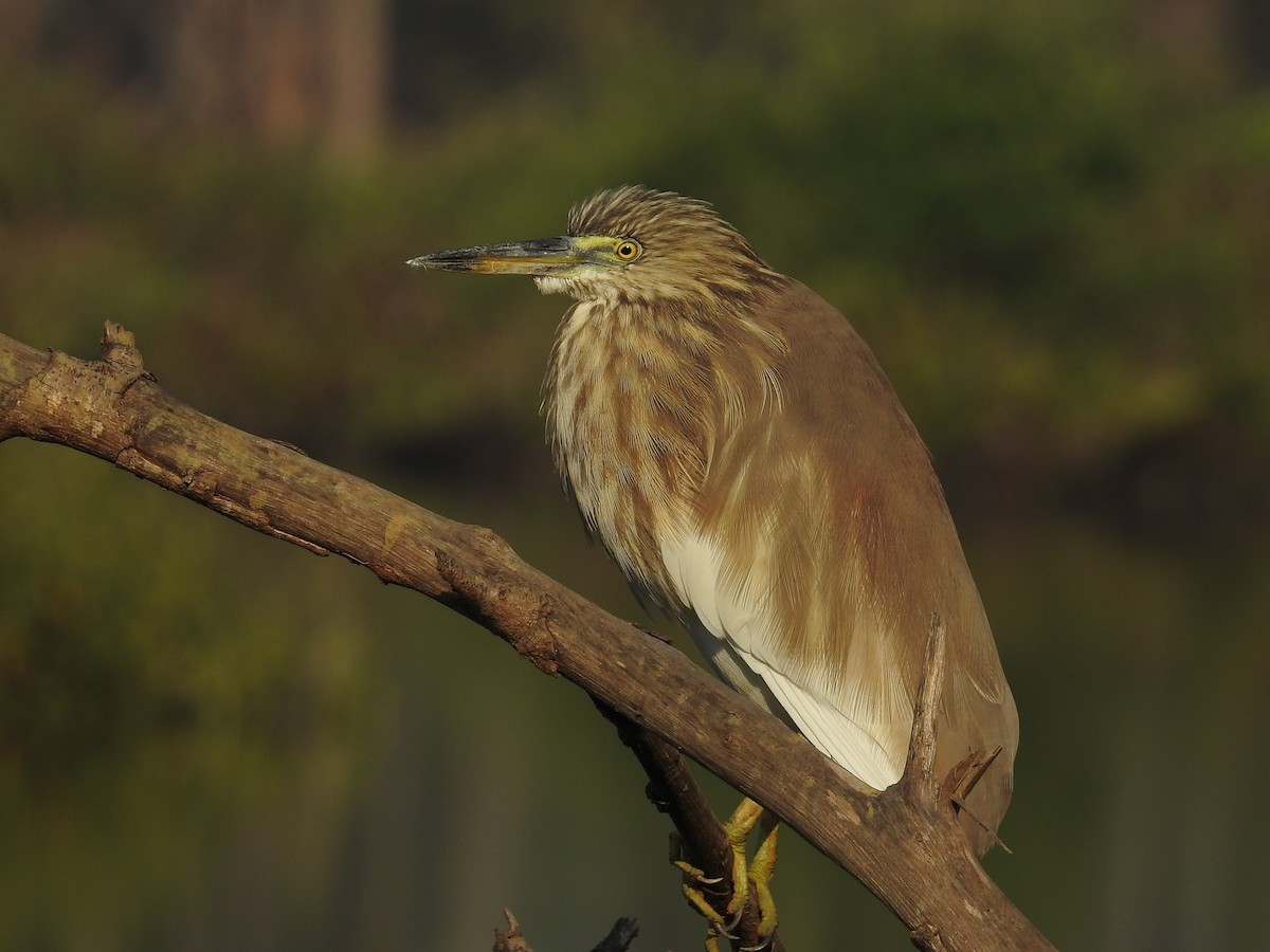 Indian Pond-Heron - ML143677211