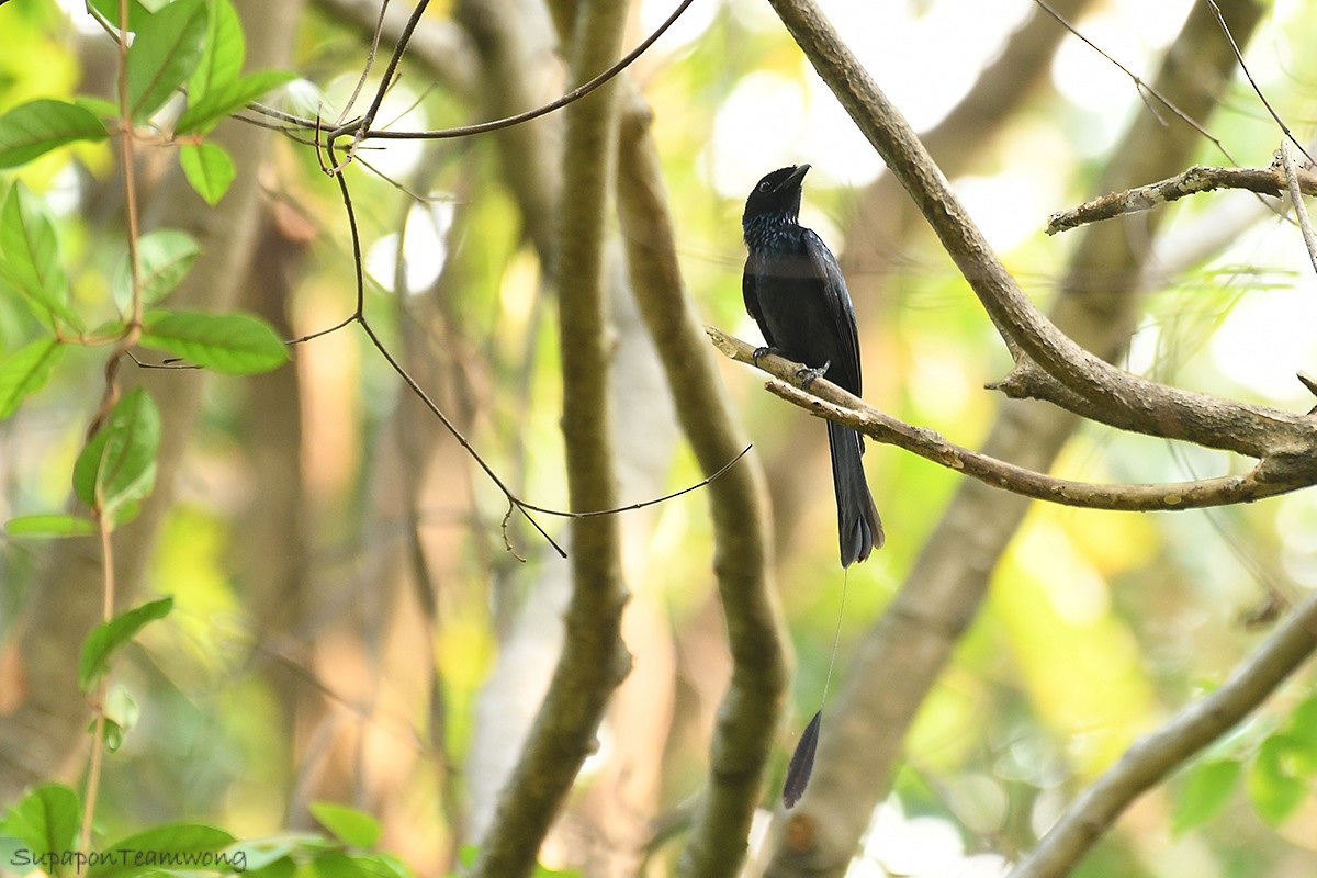 Lesser Racket-tailed Drongo - Supaporn Teamwong