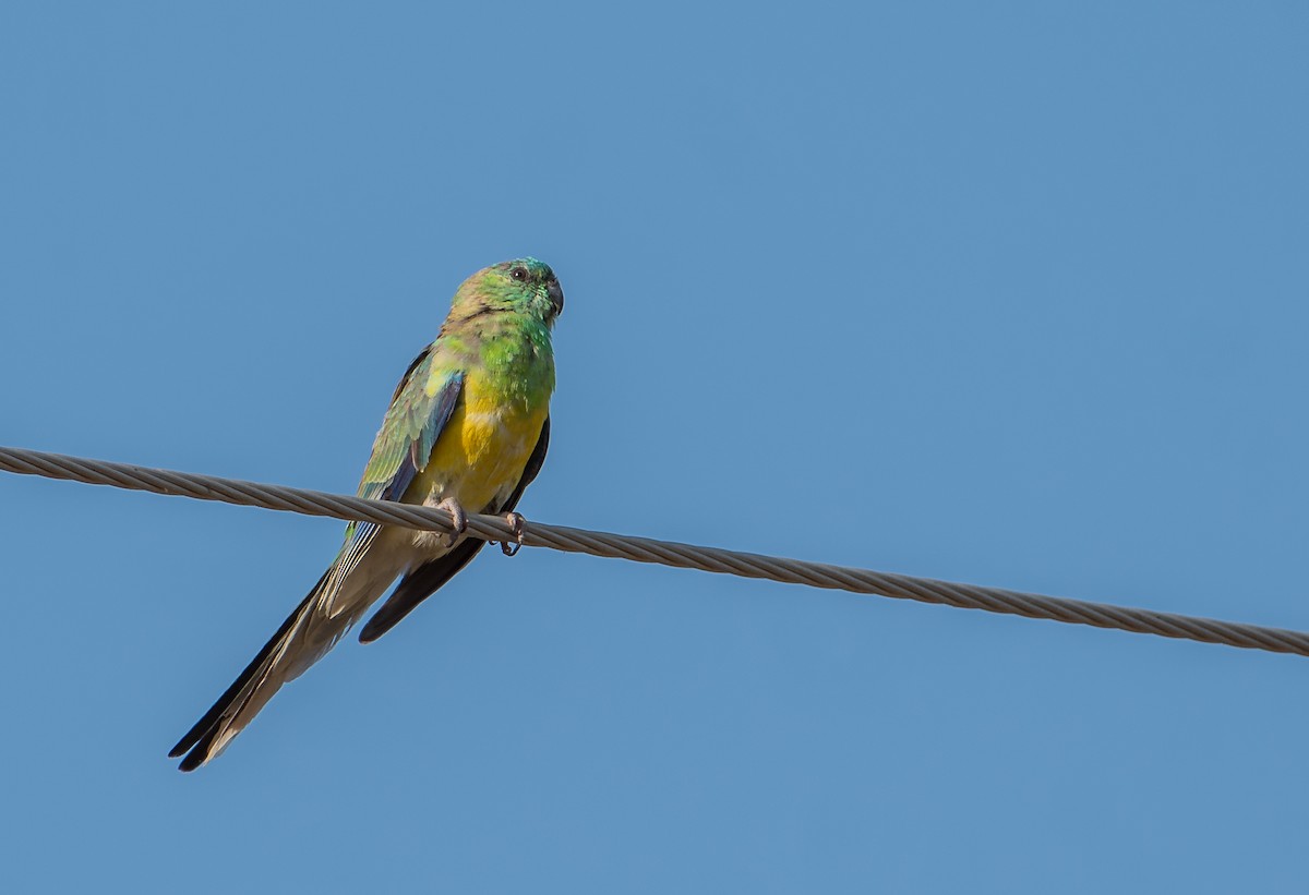 Red-rumped Parrot - Bill Bacon
