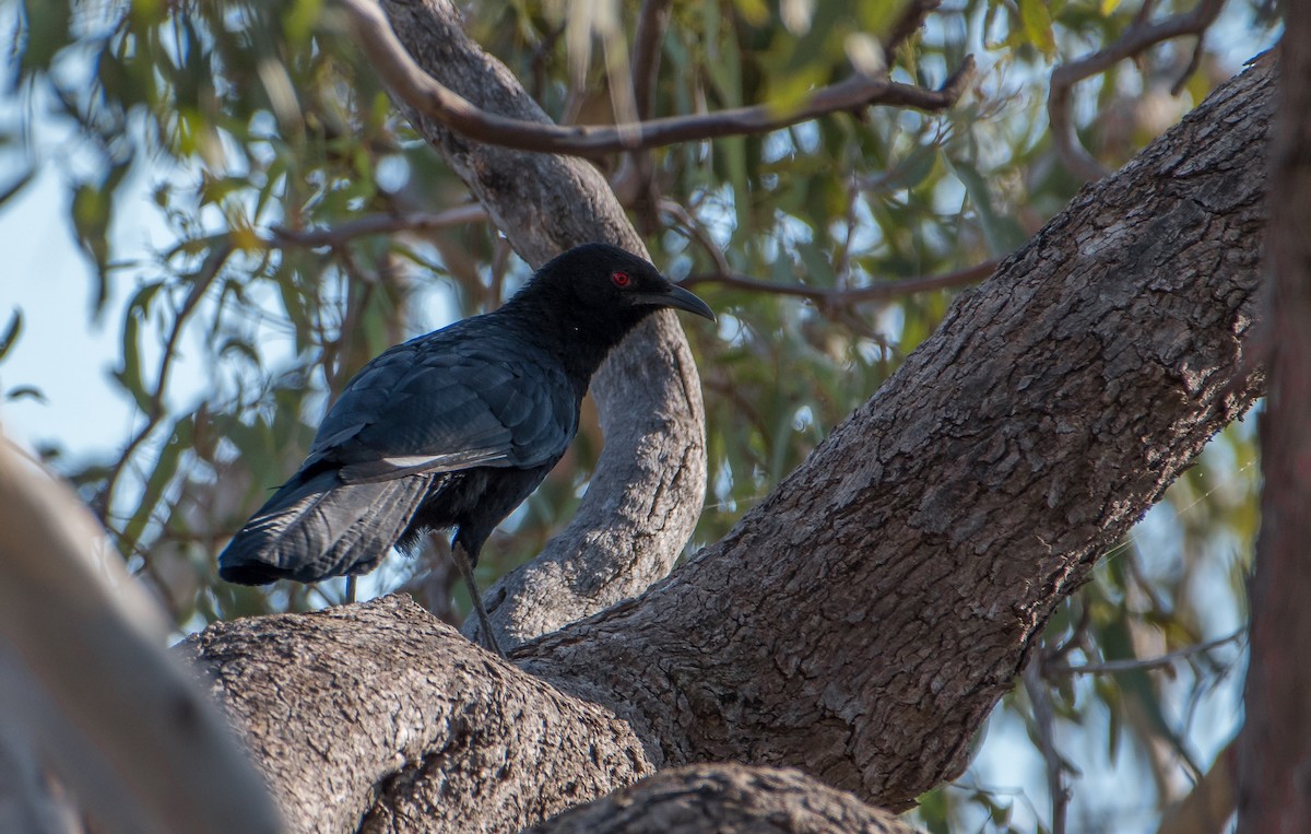 White-winged Chough - Bill Bacon