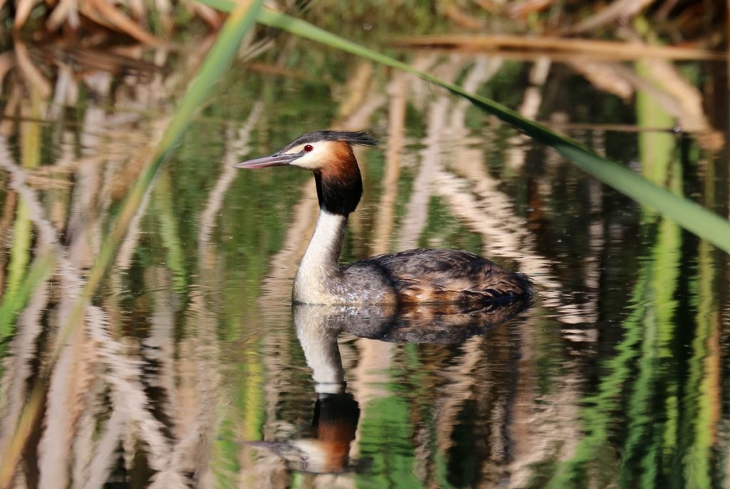 Great Crested Grebe - ML143679791