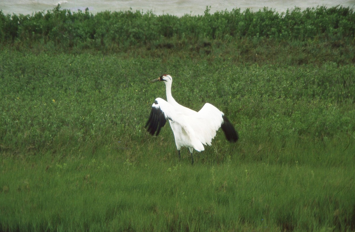 Whooping Crane - Donald A. Sutherland