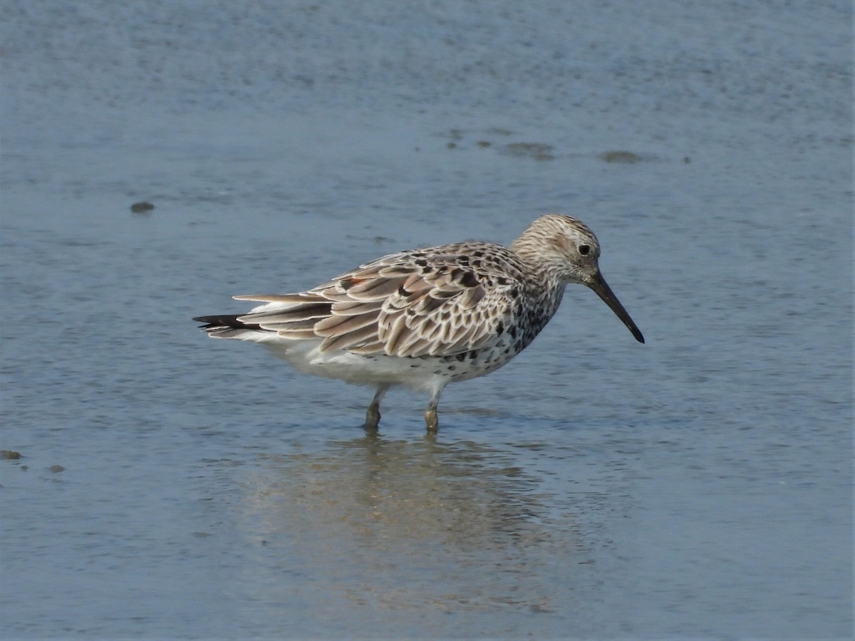 Great Knot - ML143680841